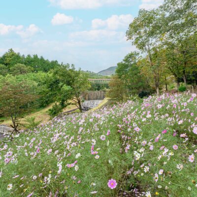 Cosmos Field at Wildflower Park